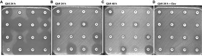 Exploration of the role of the penicillin binding protein 2c (Pbp2c) in inducible β-lactam resistance in Corynebacteriaceae